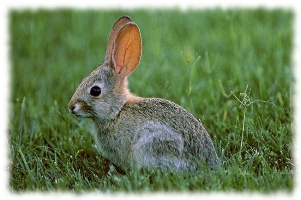 Coniglio nell erba